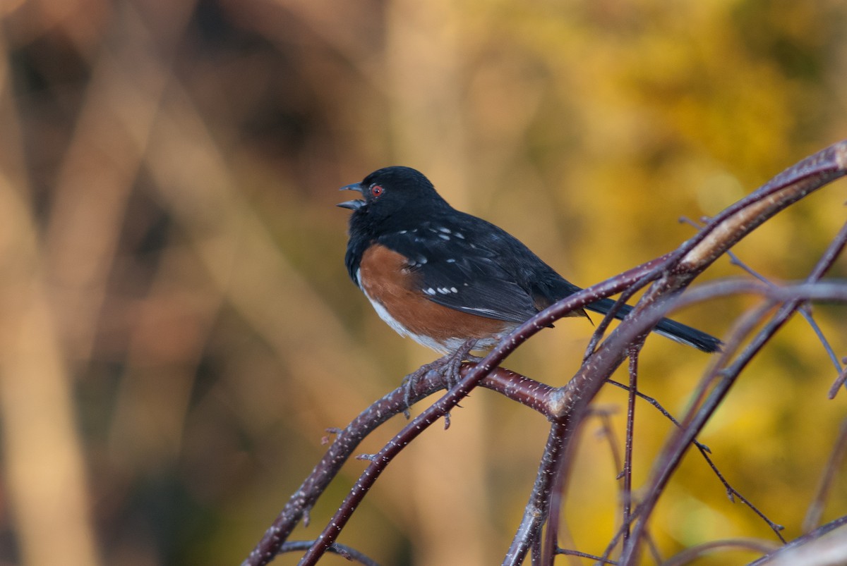 Spotted Towhee - ML69600251