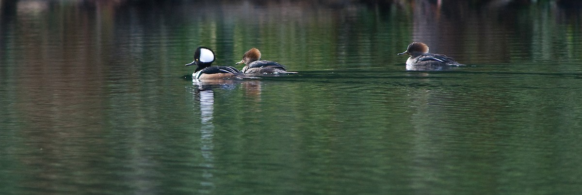 Hooded Merganser - ML69600401
