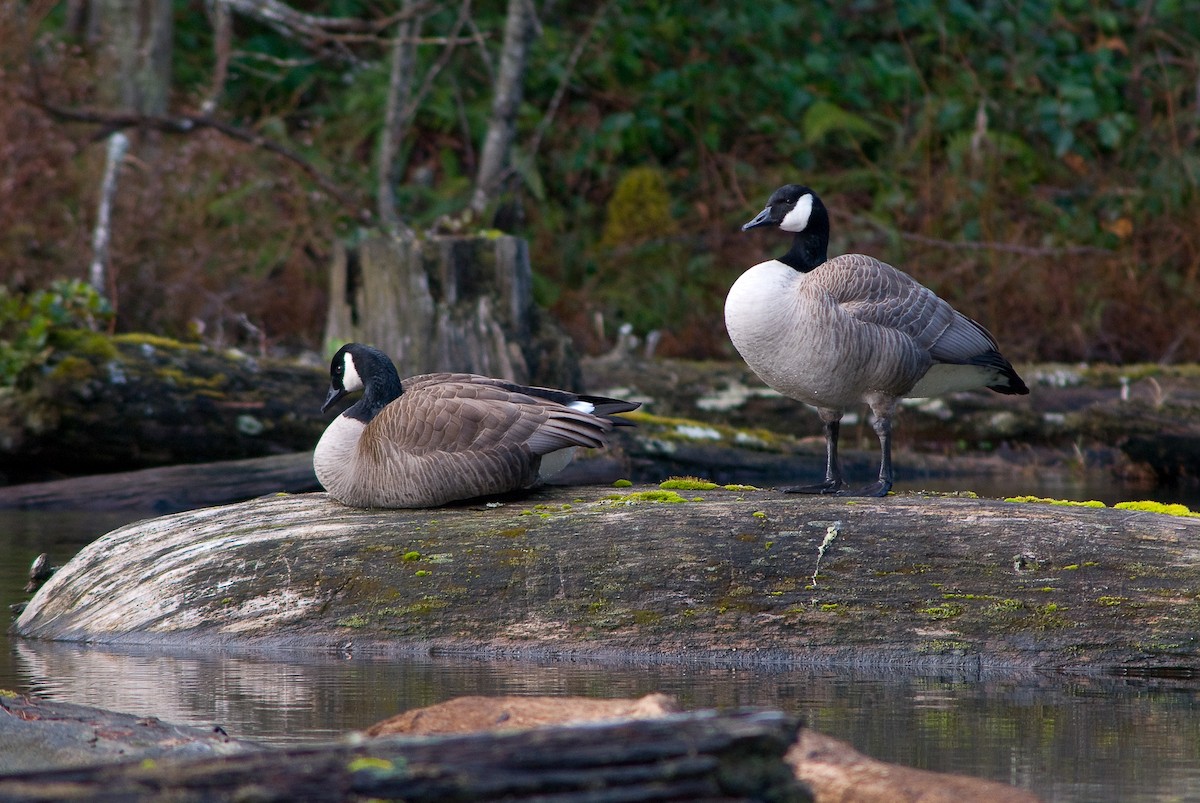 Canada Goose - ML69600431