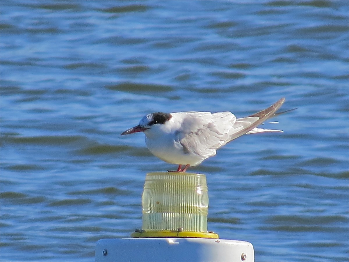 Common Tern - ML69600761