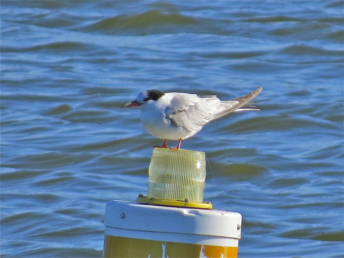 Common Tern - ML69600811