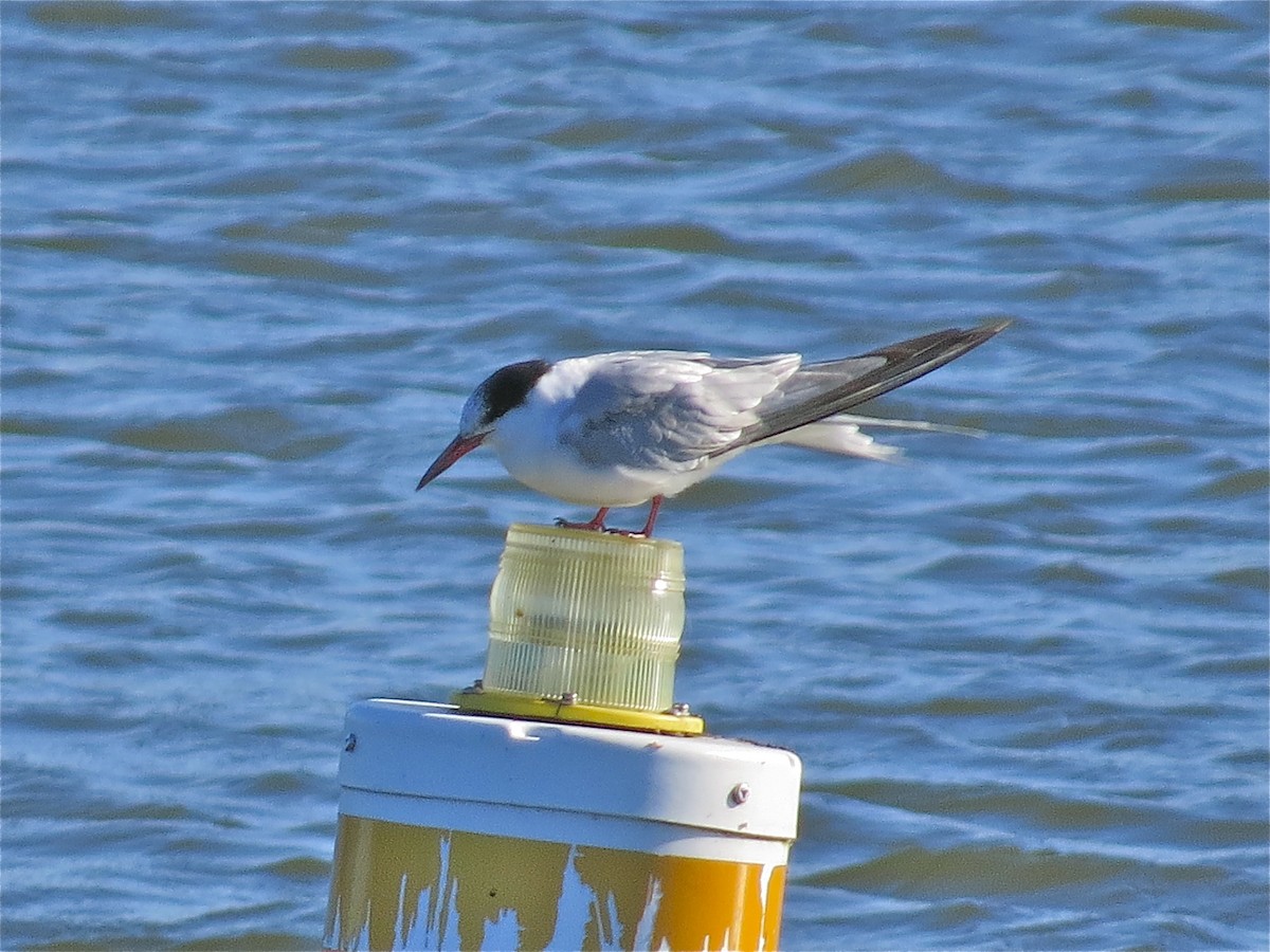 Common Tern - ML69600821