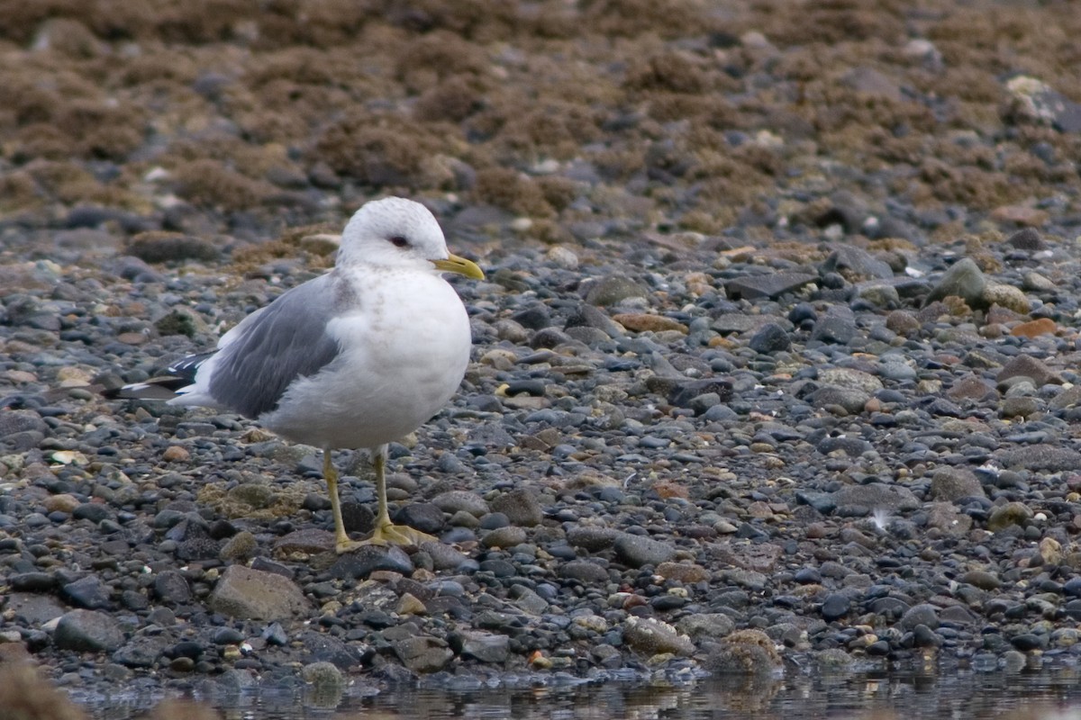 Short-billed Gull - ML69600901