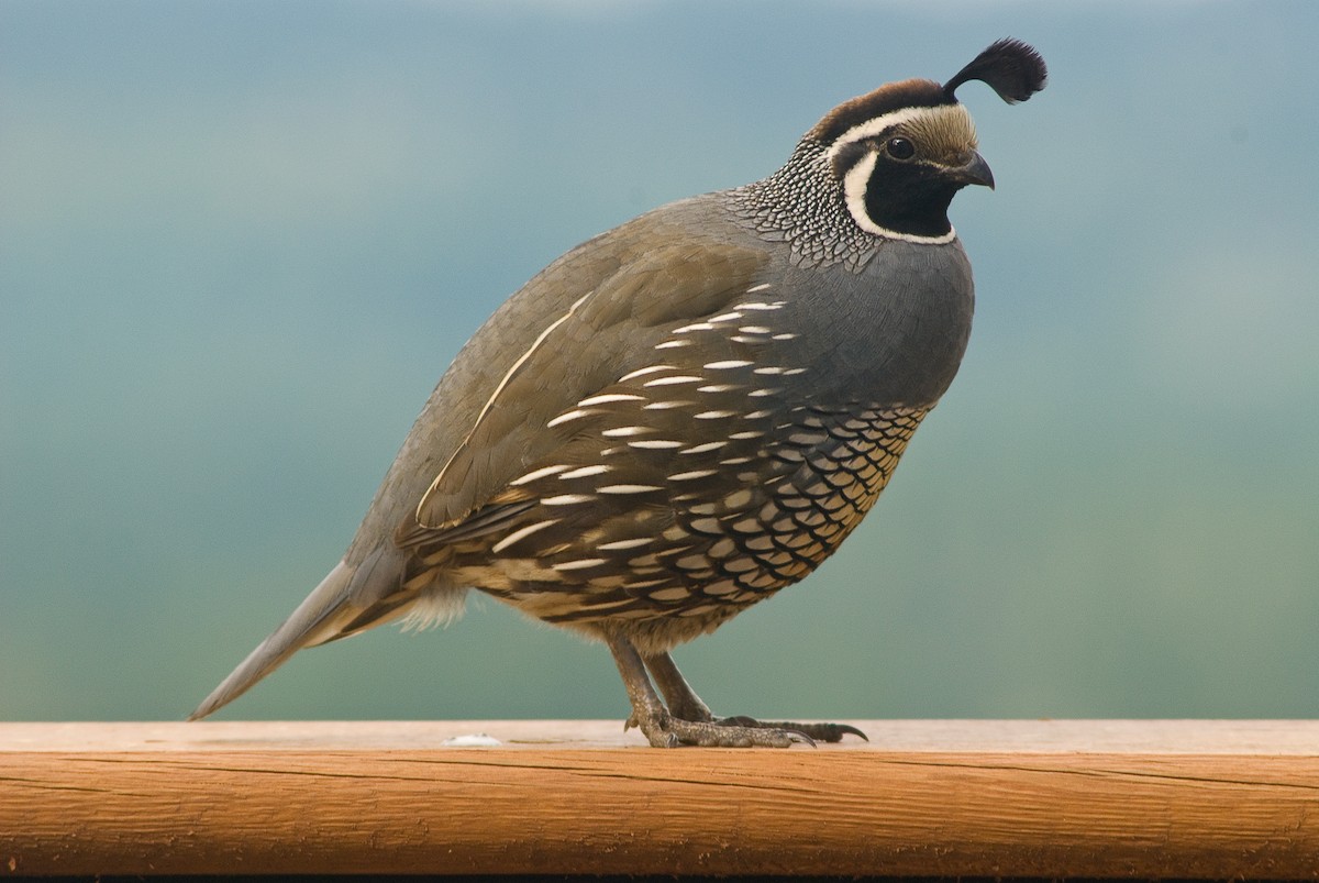 California Quail - ML69601201