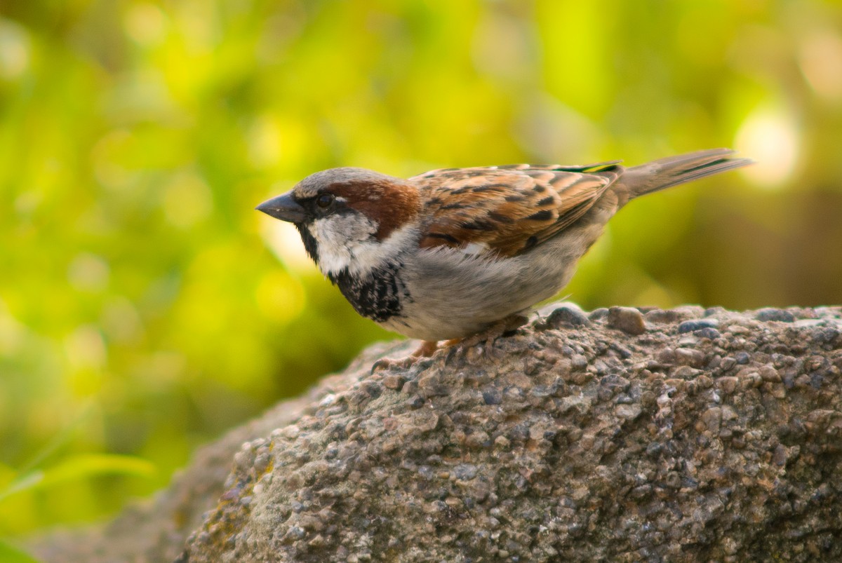 House Sparrow - ML69601941