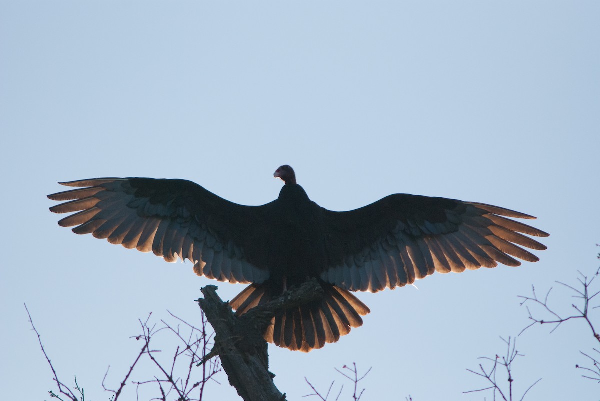 Turkey Vulture - ML69602041