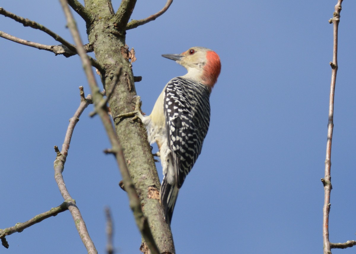 Red-bellied Woodpecker - ML69603221