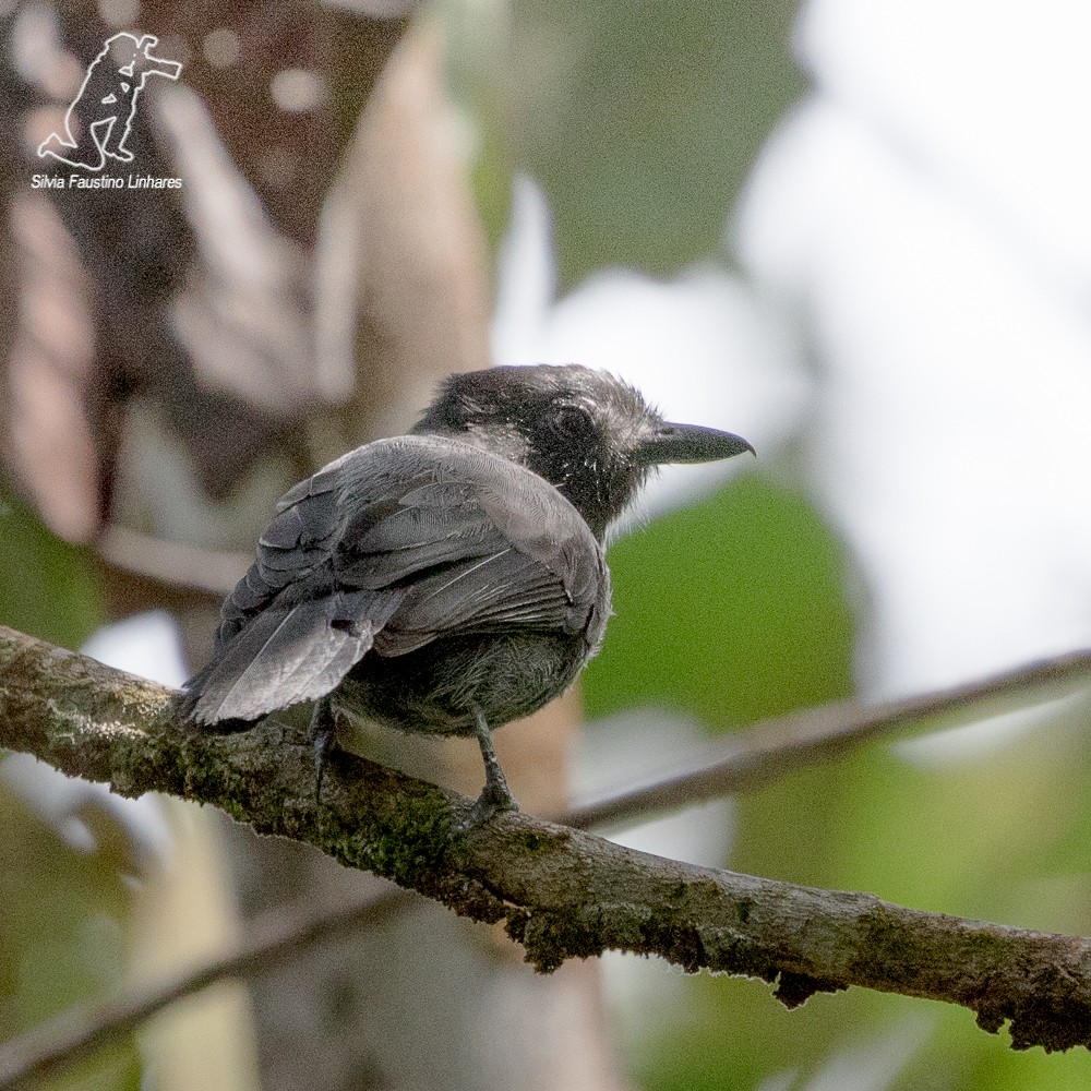 Acre Antshrike - Silvia F🪶 Linhares