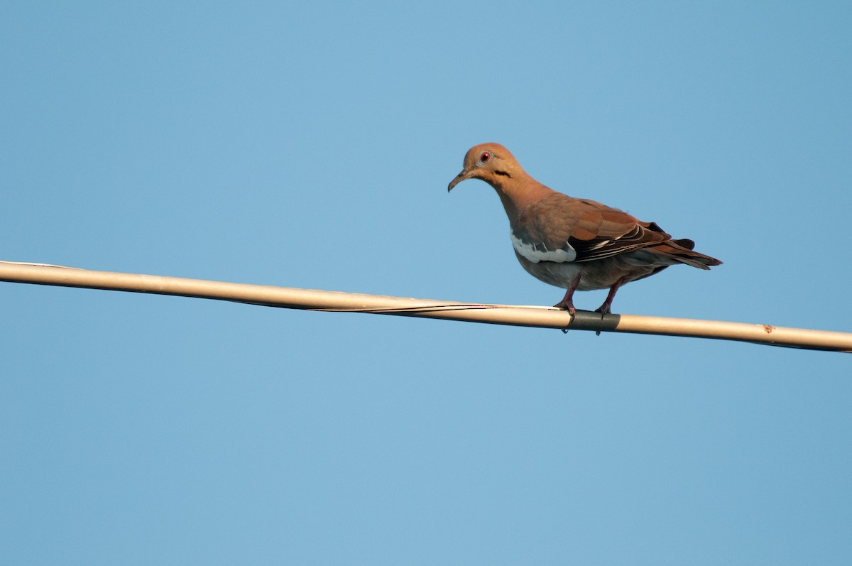 White-winged Dove - ML69603571