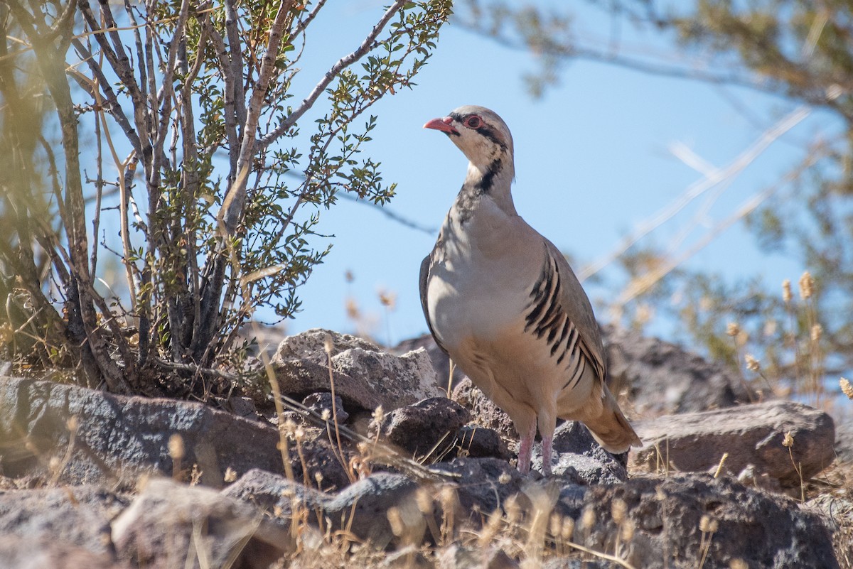 Chukar - ML69604131