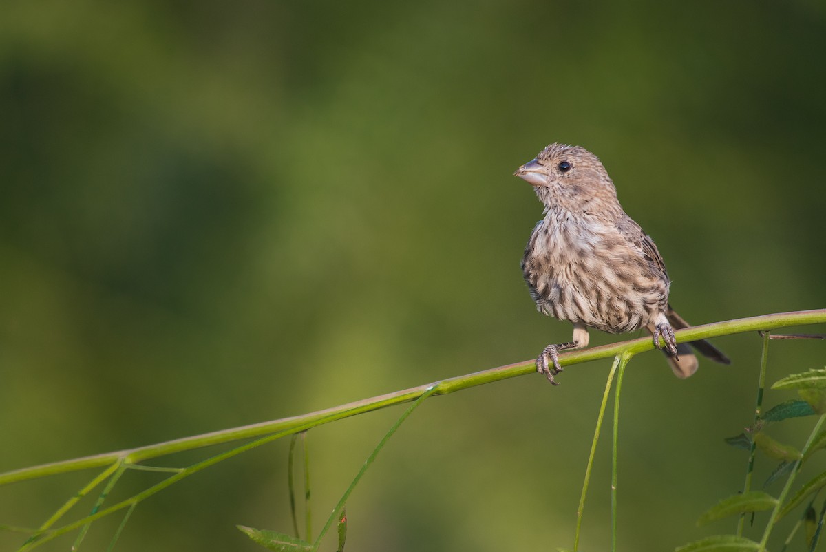 House Finch - ML69604461