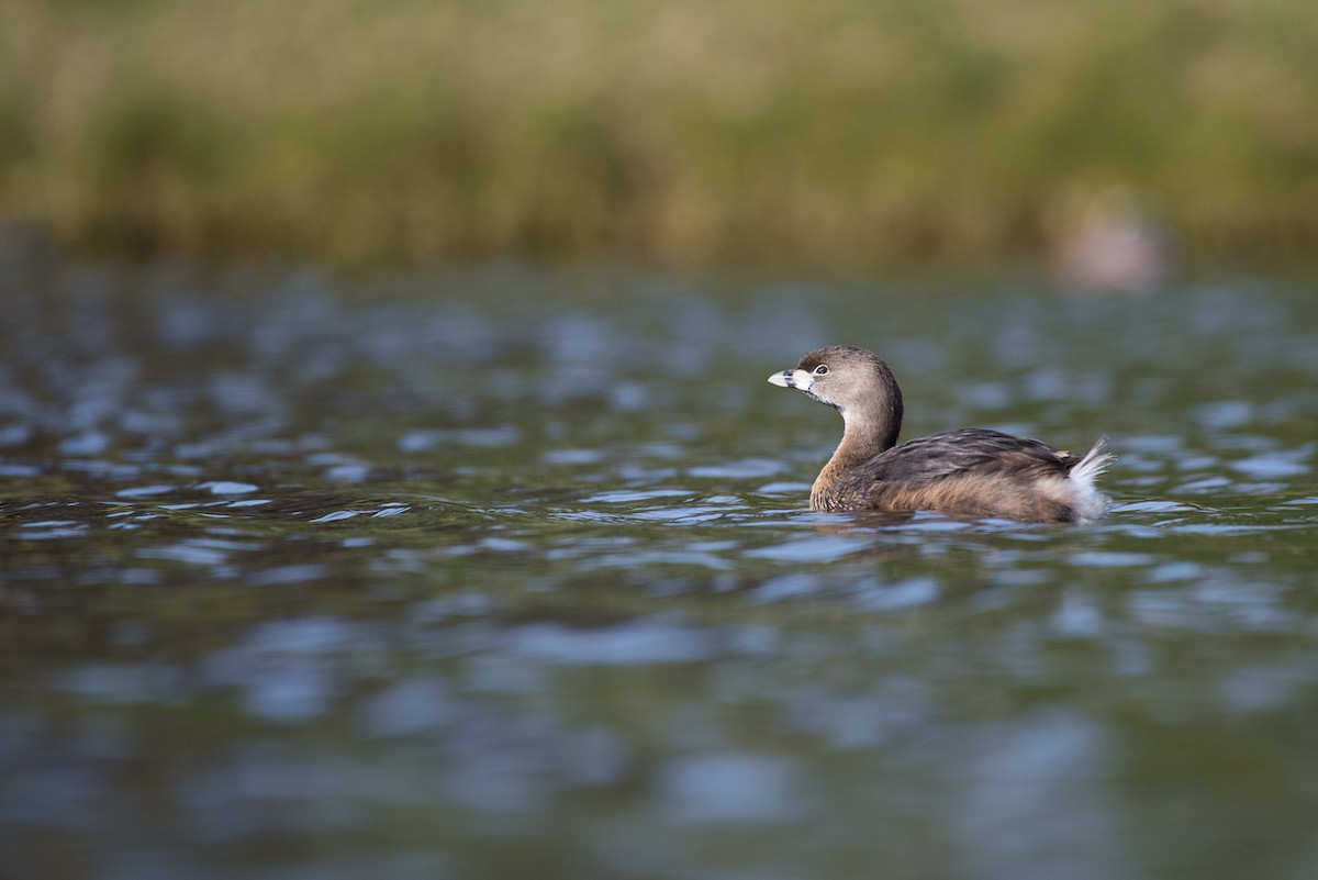 Pied-billed Grebe - ML69604641