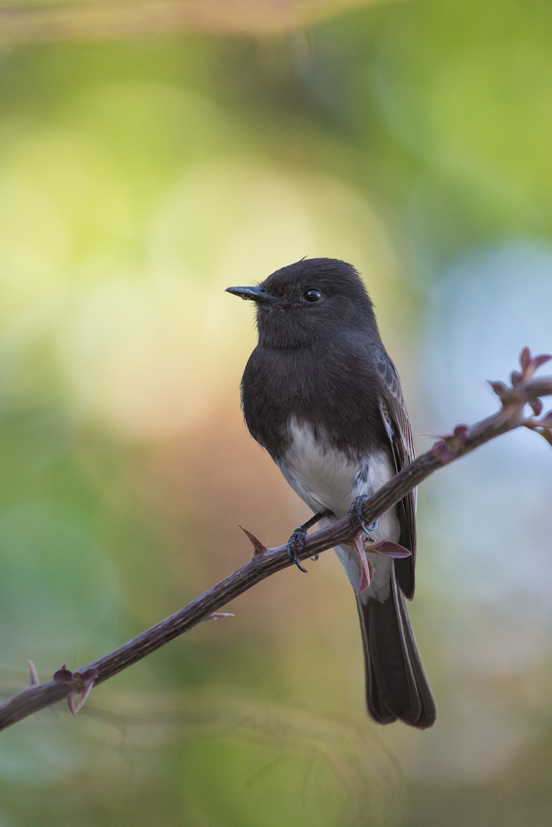 Black Phoebe - ML69604741