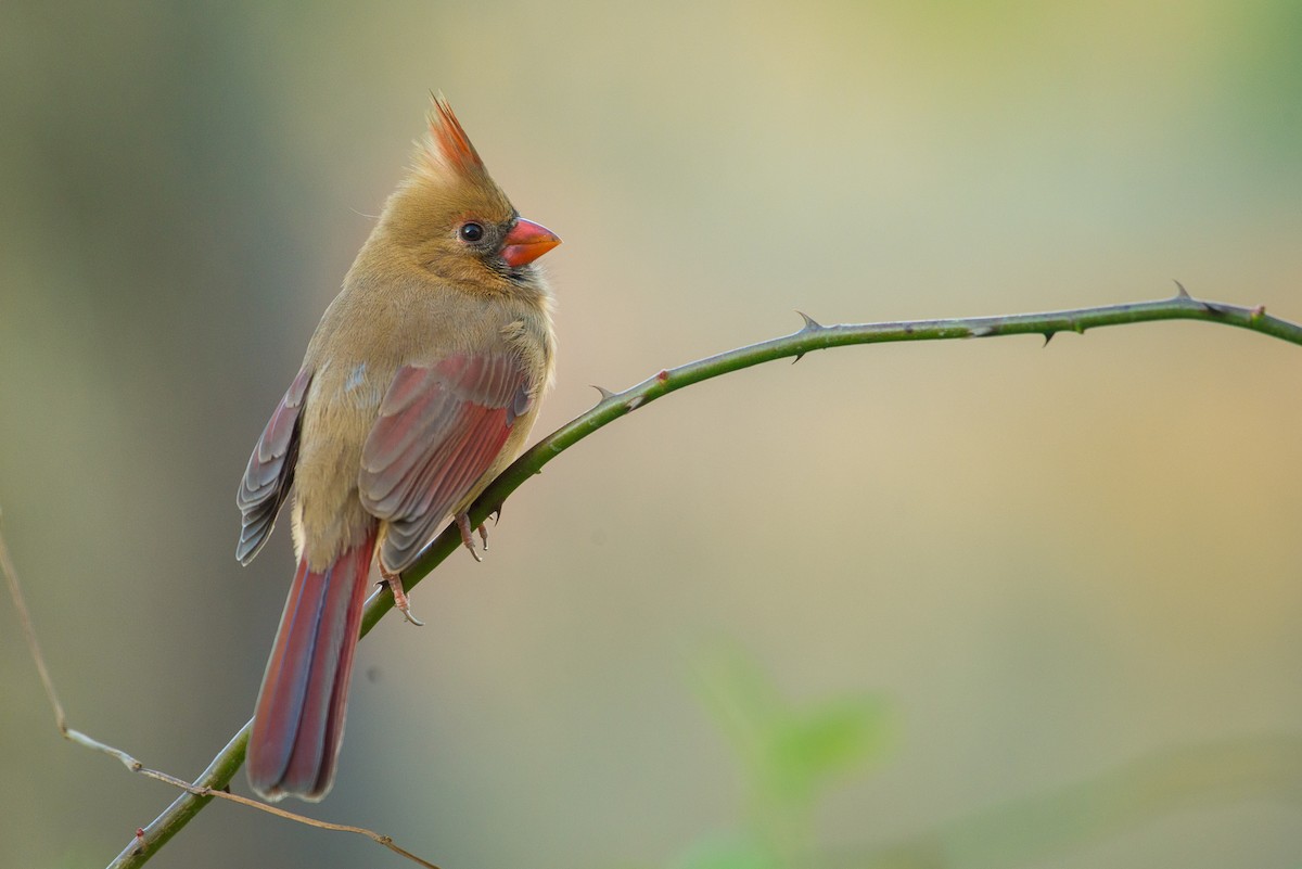 Northern Cardinal - ML69605661