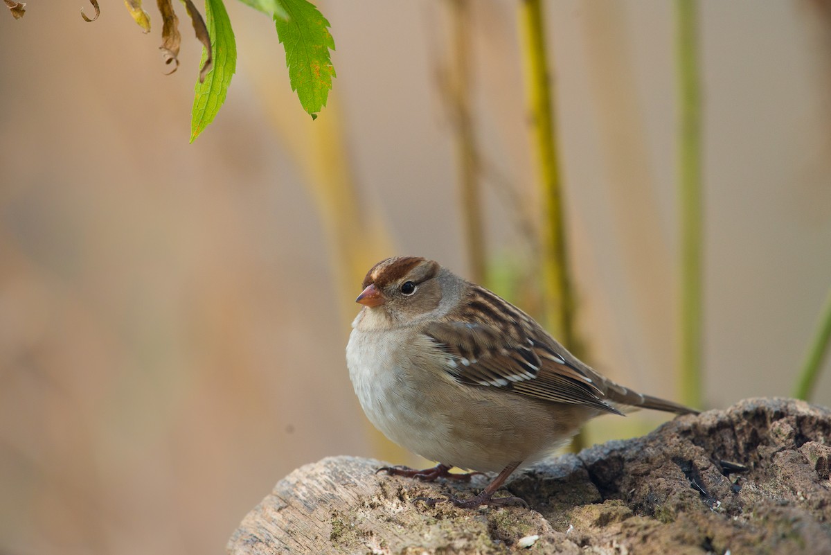 White-crowned Sparrow - ML69605701