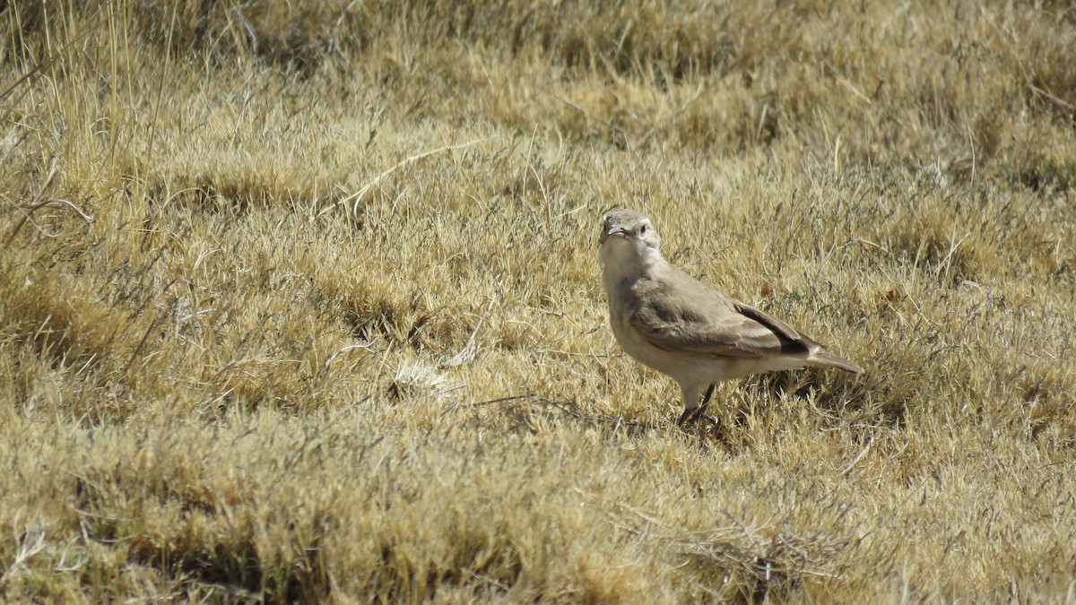 patagoniatunnelfugl - ML69605941