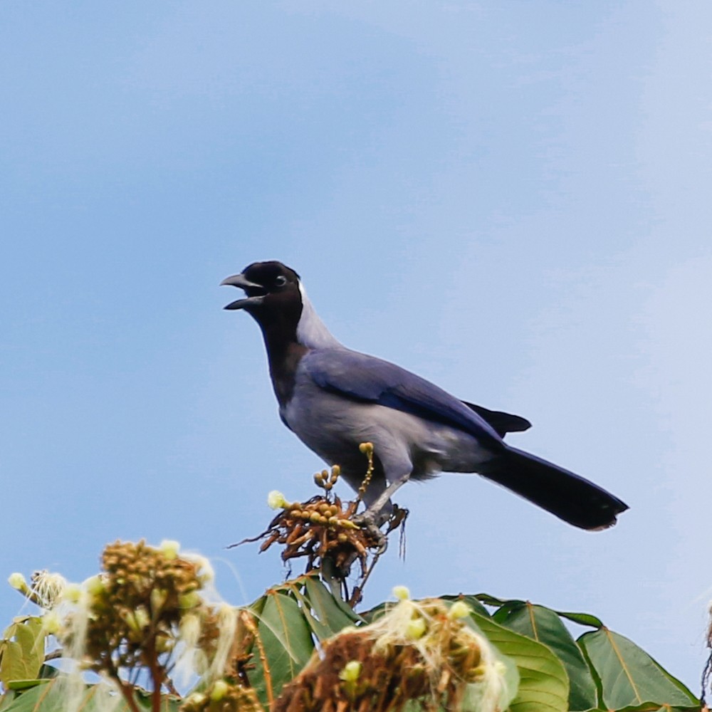 Violaceous Jay - ML69606031