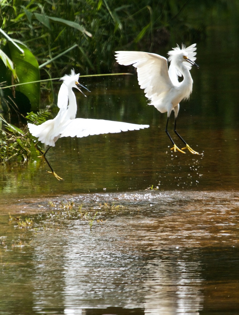 Snowy Egret - ML69606101