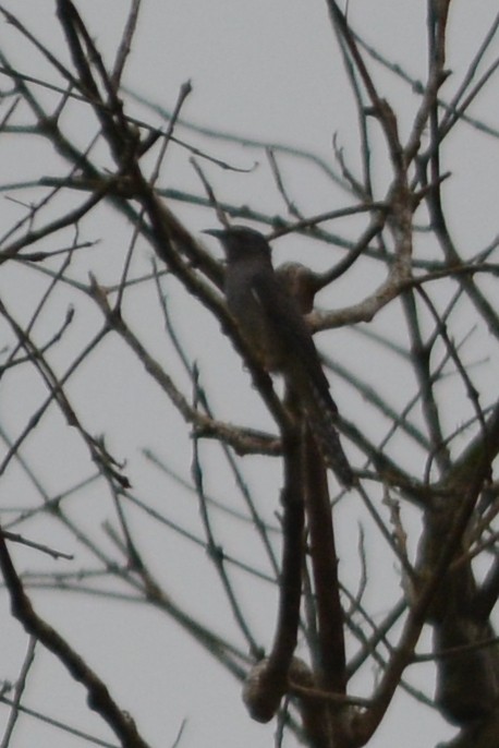 Plaintive Cuckoo - ML69606601