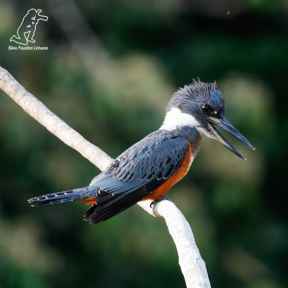 Ringed Kingfisher - ML69606731