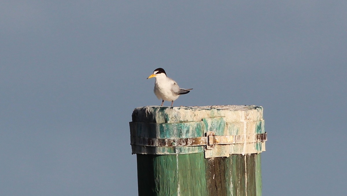 Least Tern - Gary Leavens