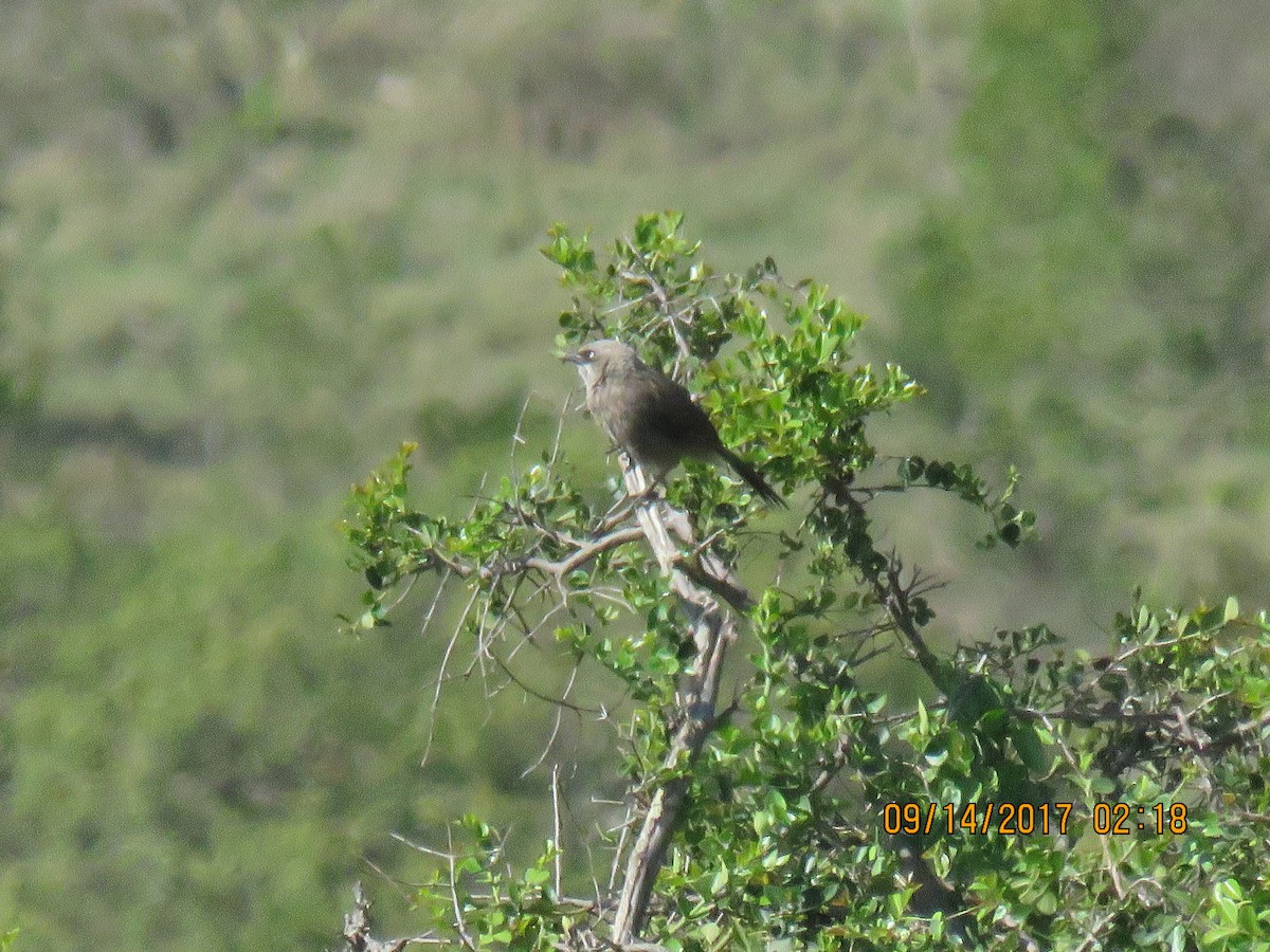 Black-lored Babbler (Nanyuki) - ML69608221