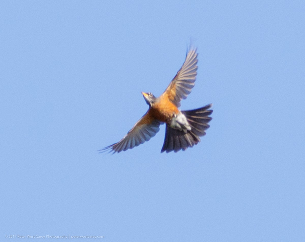 American Robin - ML69608271