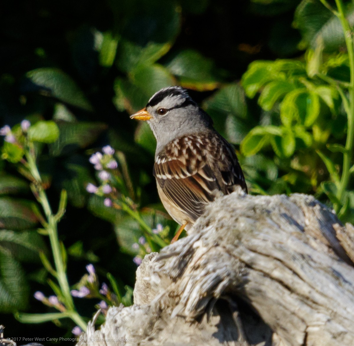 White-crowned Sparrow - ML69609071