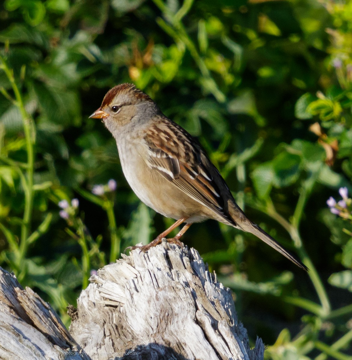 White-crowned Sparrow - ML69609081