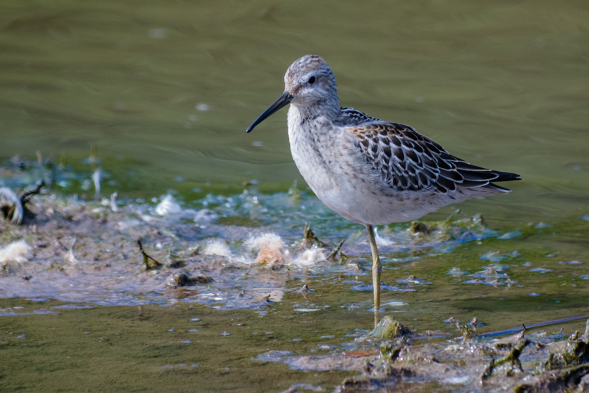 Stilt Sandpiper - Richard Stern