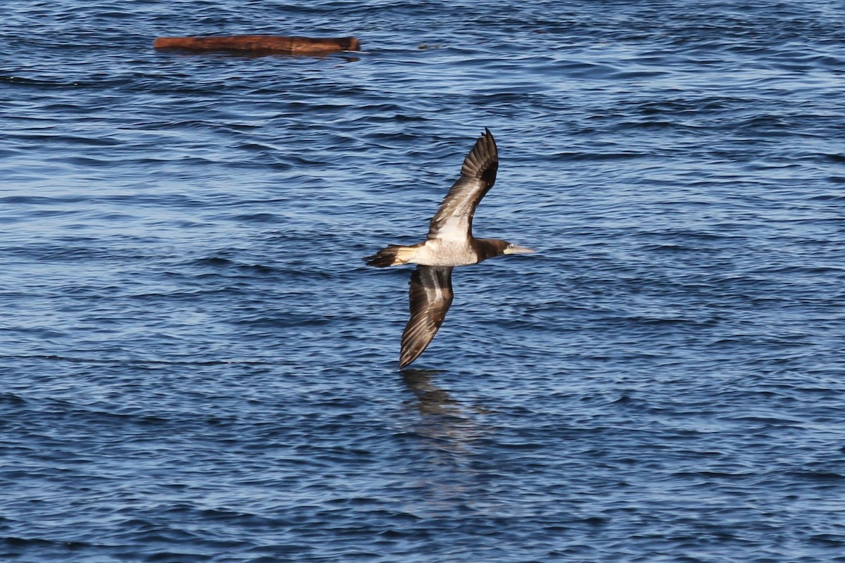 Brown Booby - ML69609771