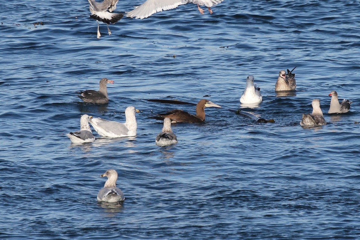 Brown Booby - ML69609801