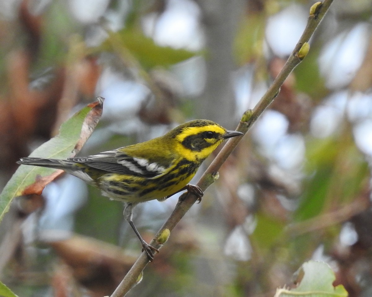 Townsend's Warbler - ML69609871