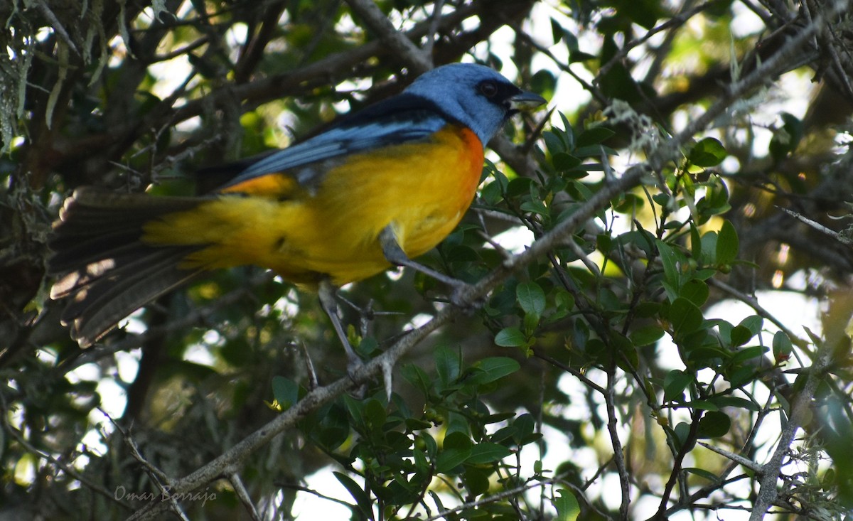 Blue-and-yellow Tanager - ML69612091
