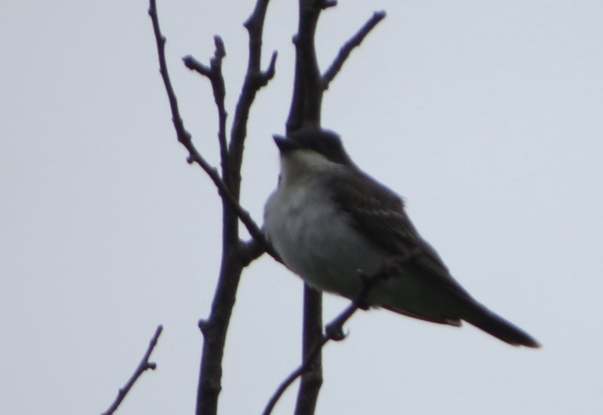 Eastern Kingbird - Jeanne-Marie Maher