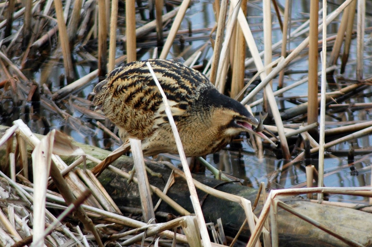 Eurasian Bittern - James Taylor