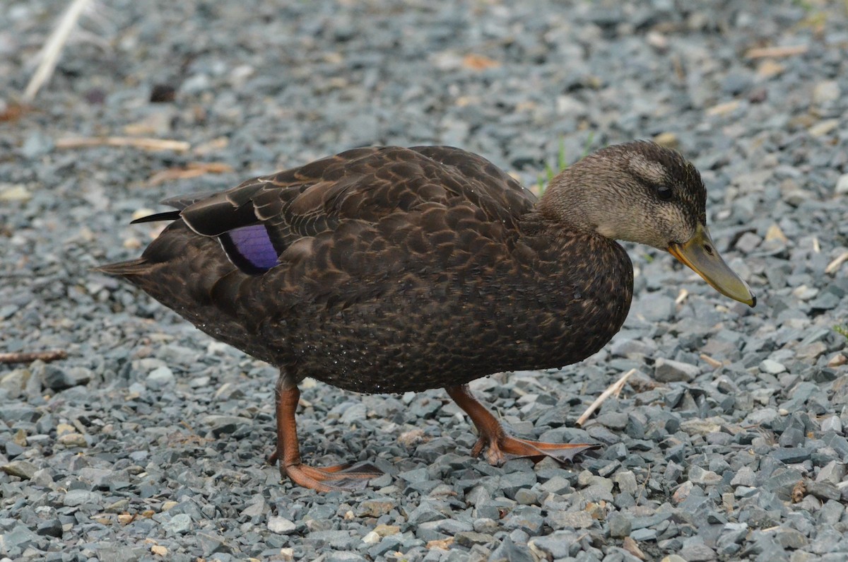 American Black Duck - David Britton