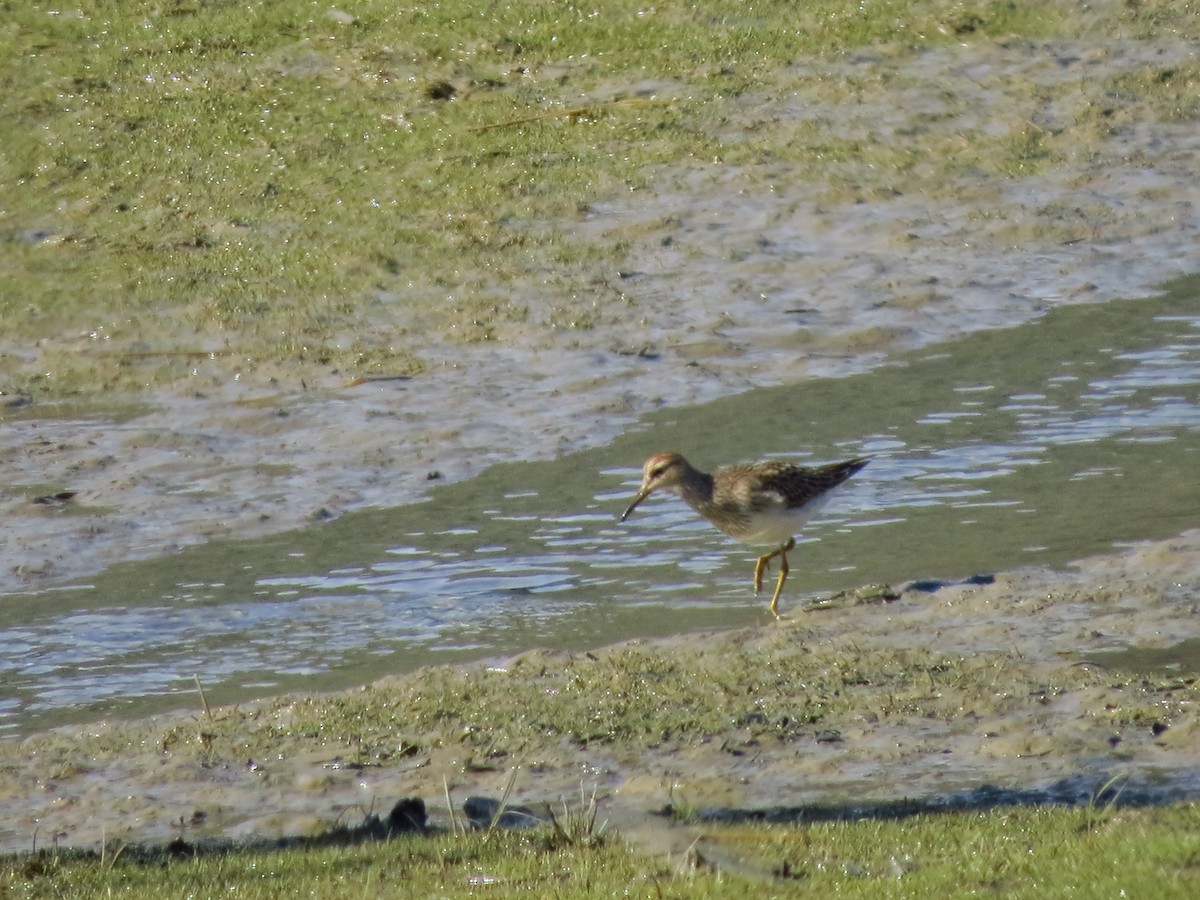 Pectoral Sandpiper - Chris Dale