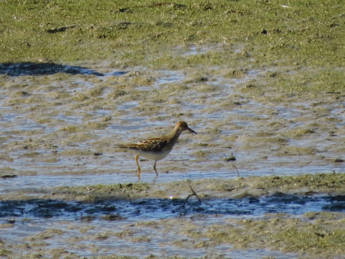 Pectoral Sandpiper - Chris Dale