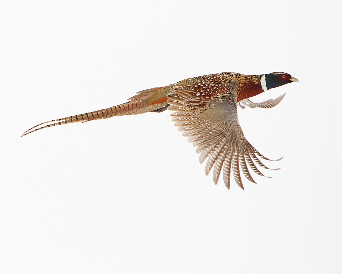 Ring-necked Pheasant - Cullen Clark