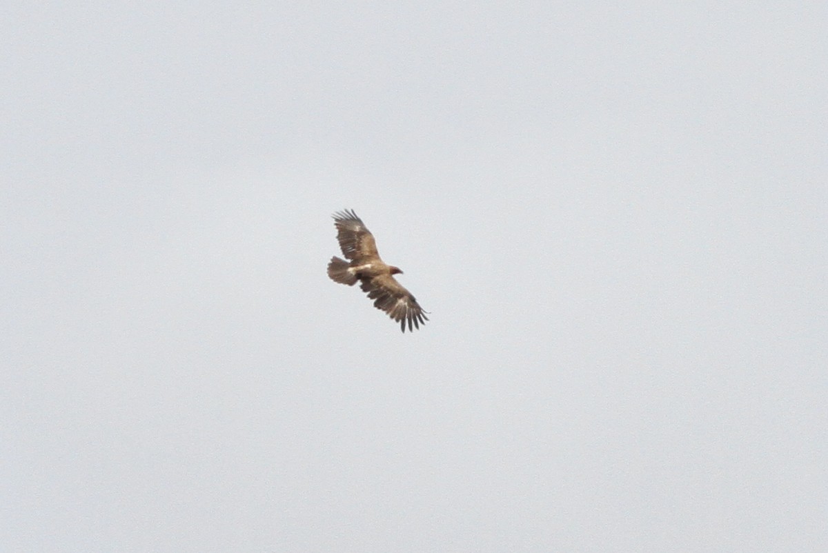 Tawny Eagle - John Martin