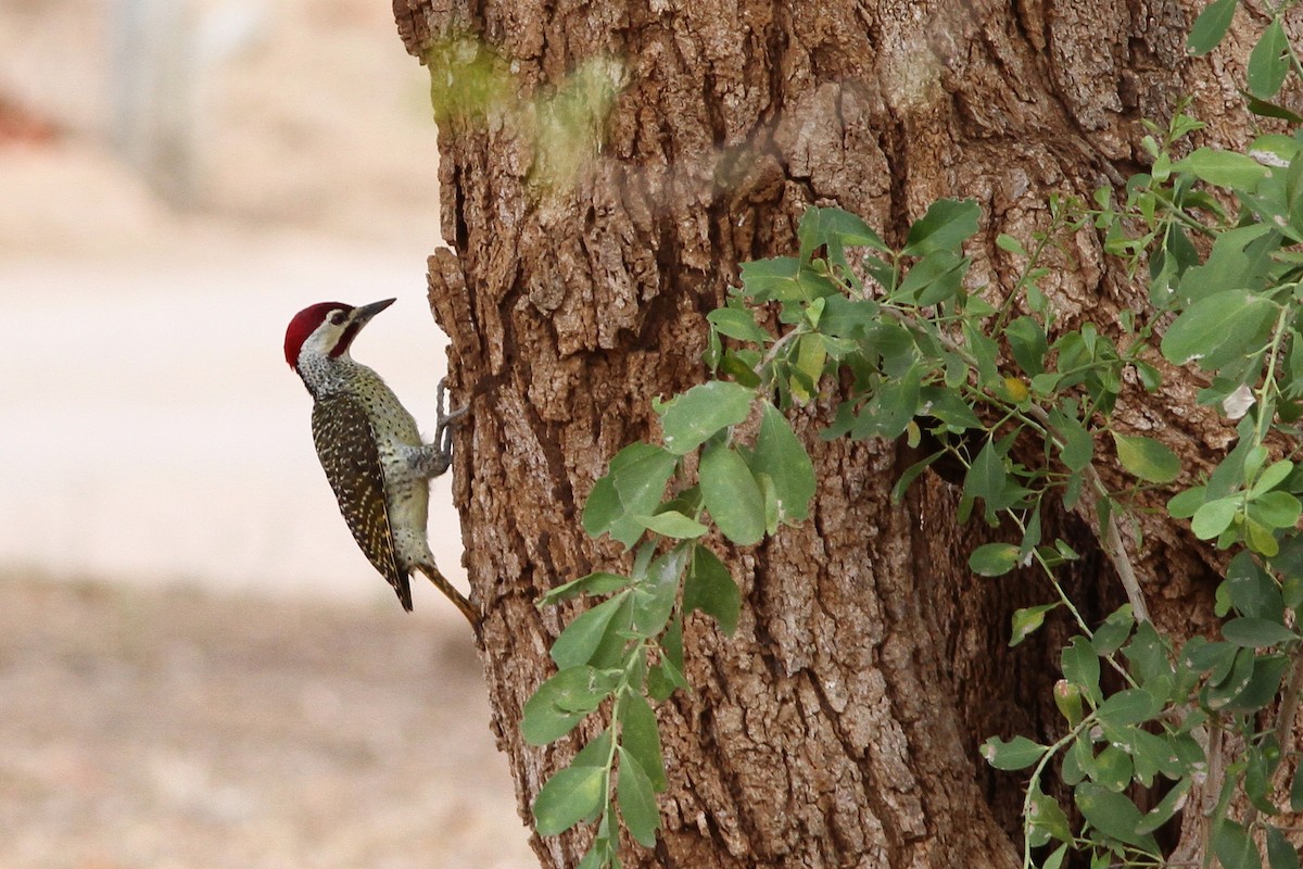 Bennett's Woodpecker (Bennett's) - John Martin
