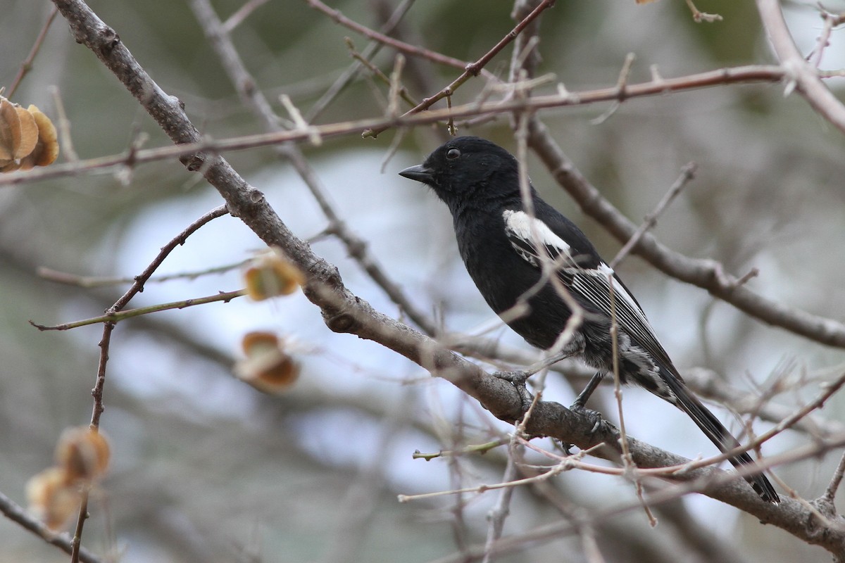 Southern Black-Tit - John Martin