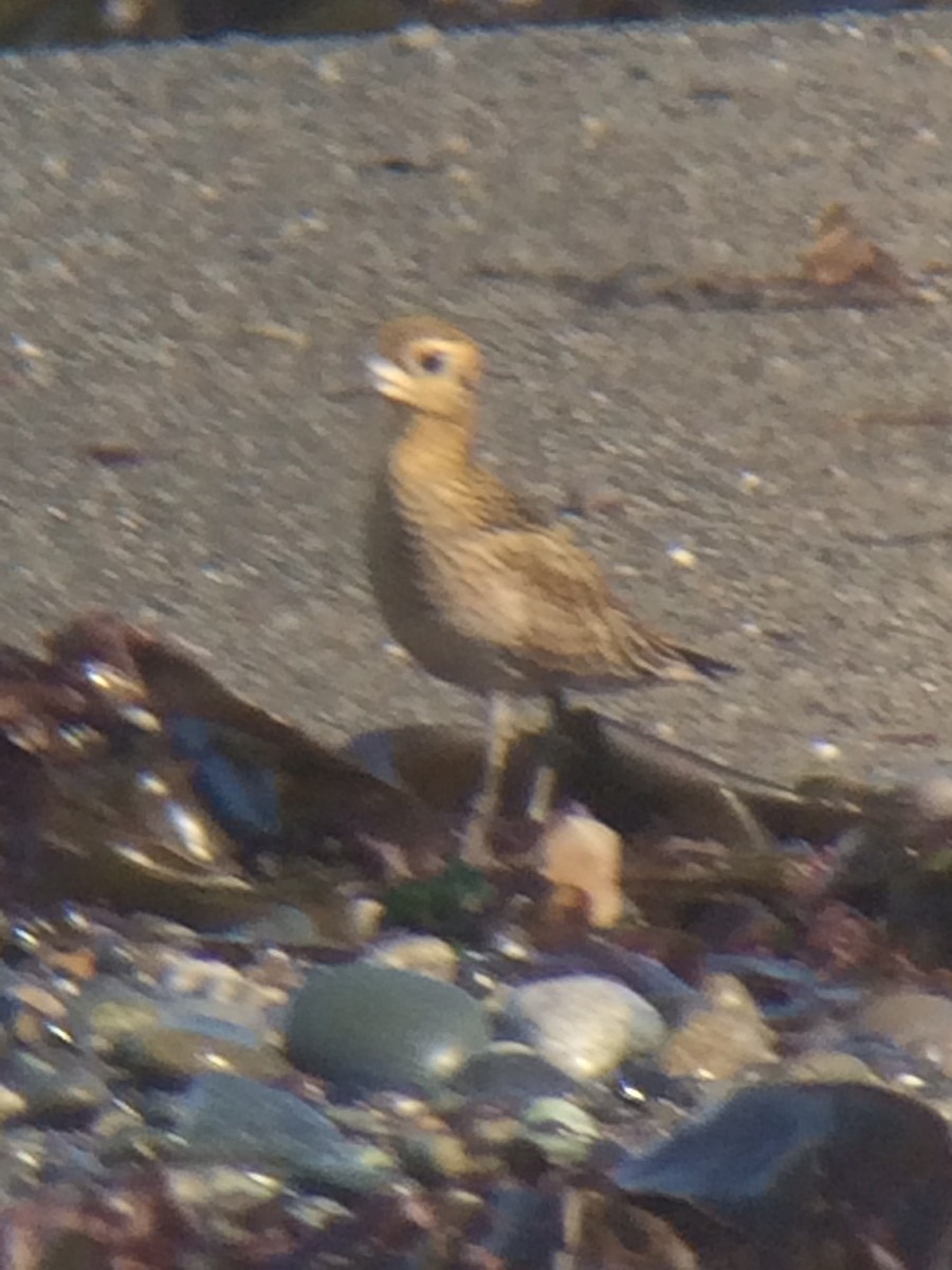 Pacific Golden-Plover - ML69620871