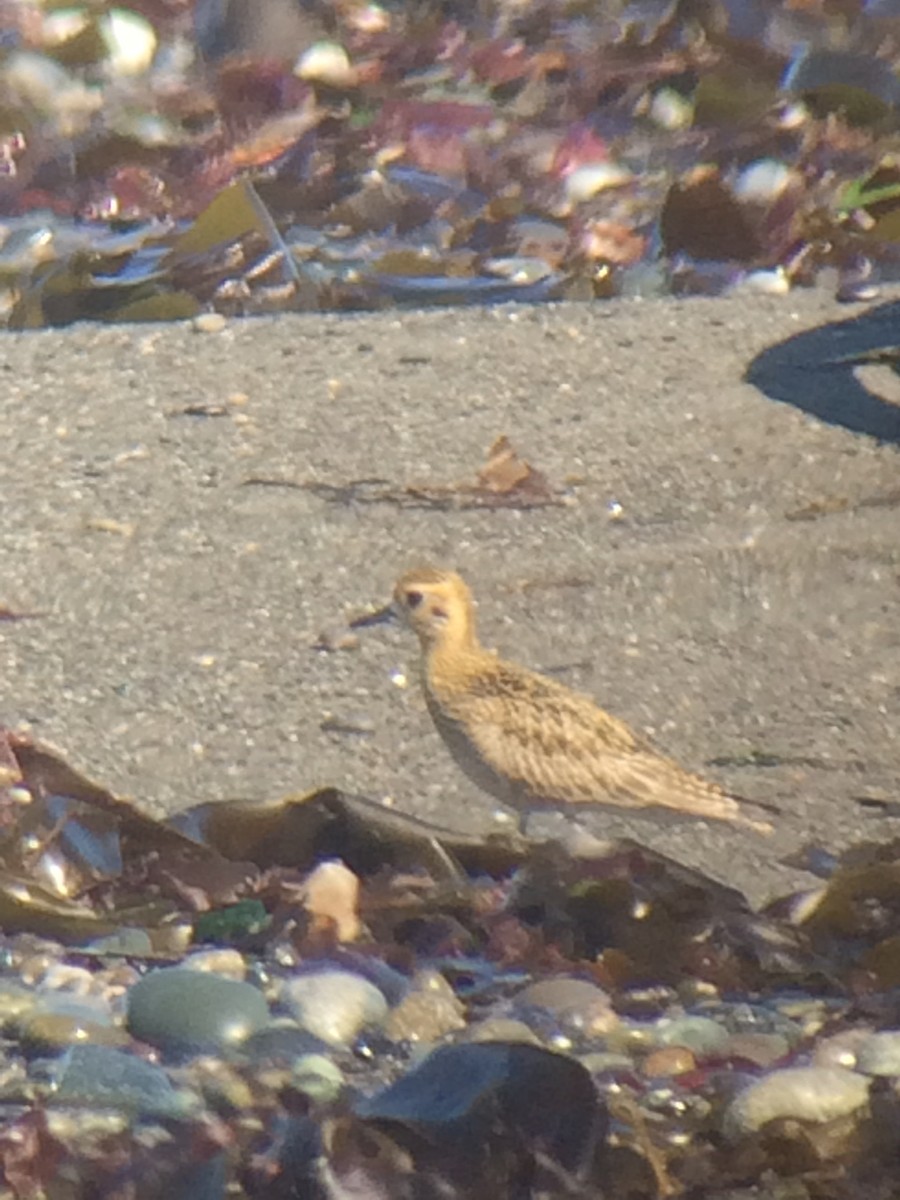 Pacific Golden-Plover - ML69620981