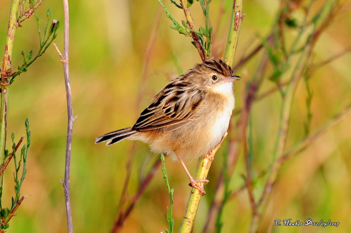 Zitting Cisticola - Carl  Hawker