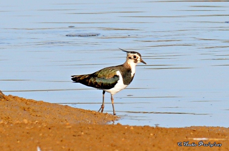 Northern Lapwing - ML69621821