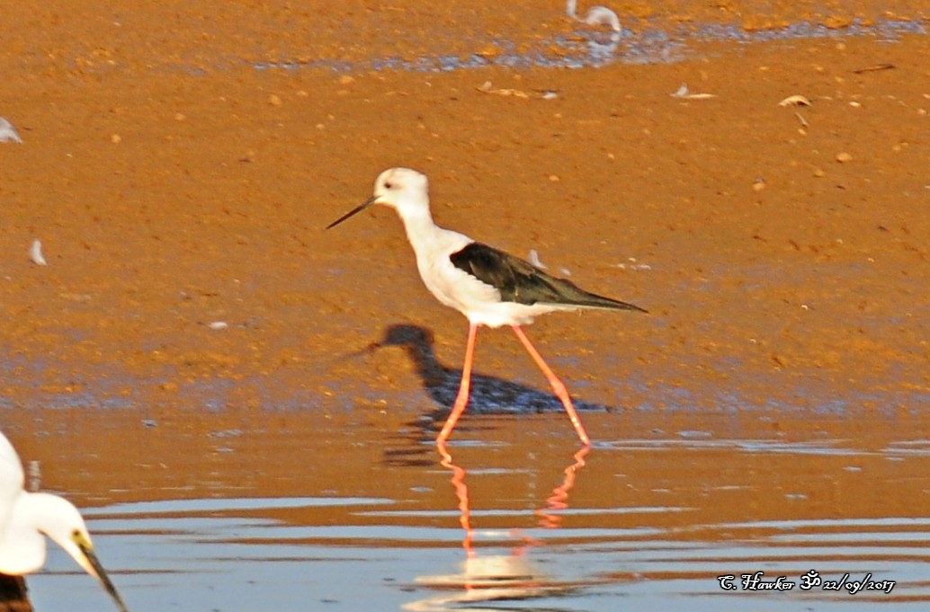 Black-winged Stilt - ML69621921