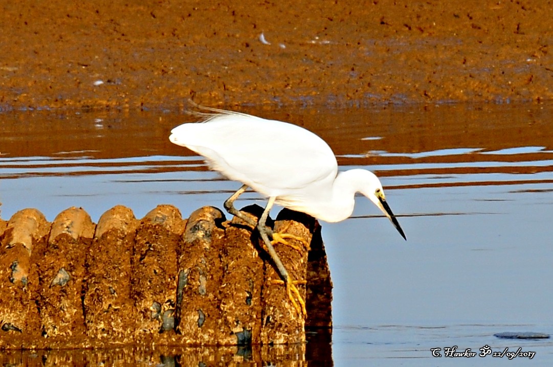 Little Egret - ML69621941