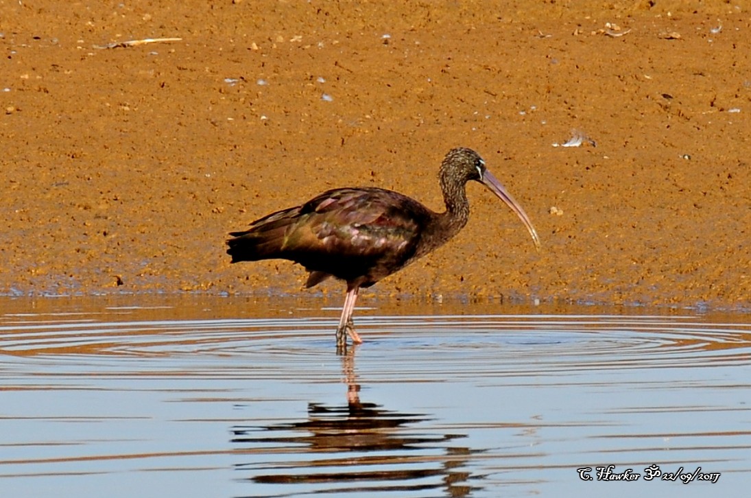 Glossy Ibis - ML69622071